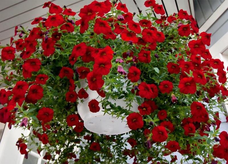 بذر گل اطلسی آبشاری قرمز هیبرید آمریکایی بسته ۱۵ عددی