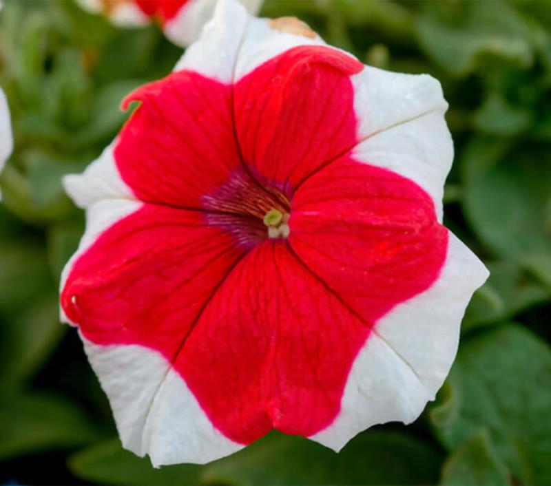 بذر گل اطلسی قرمز رویایی هیبرید آمریکایی بسته ۱۵ عددی