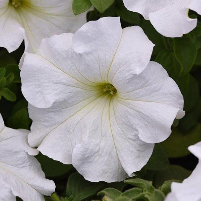 بذر گل اطلسی سفید رویایی هیبرید آمریکایی بسته ۱۵ عددی