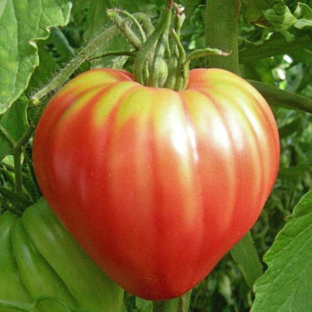 بذر گوجه فرنگی قلبی درشت آمریکایی بسته 10 عددی