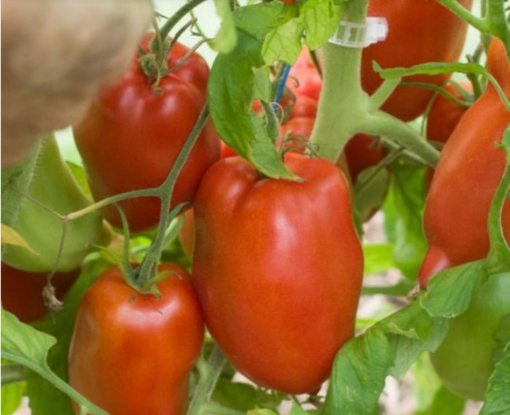 بذر گوجه فرنگی جرسی غول پیکر آمریکایی بسته 10 عددی