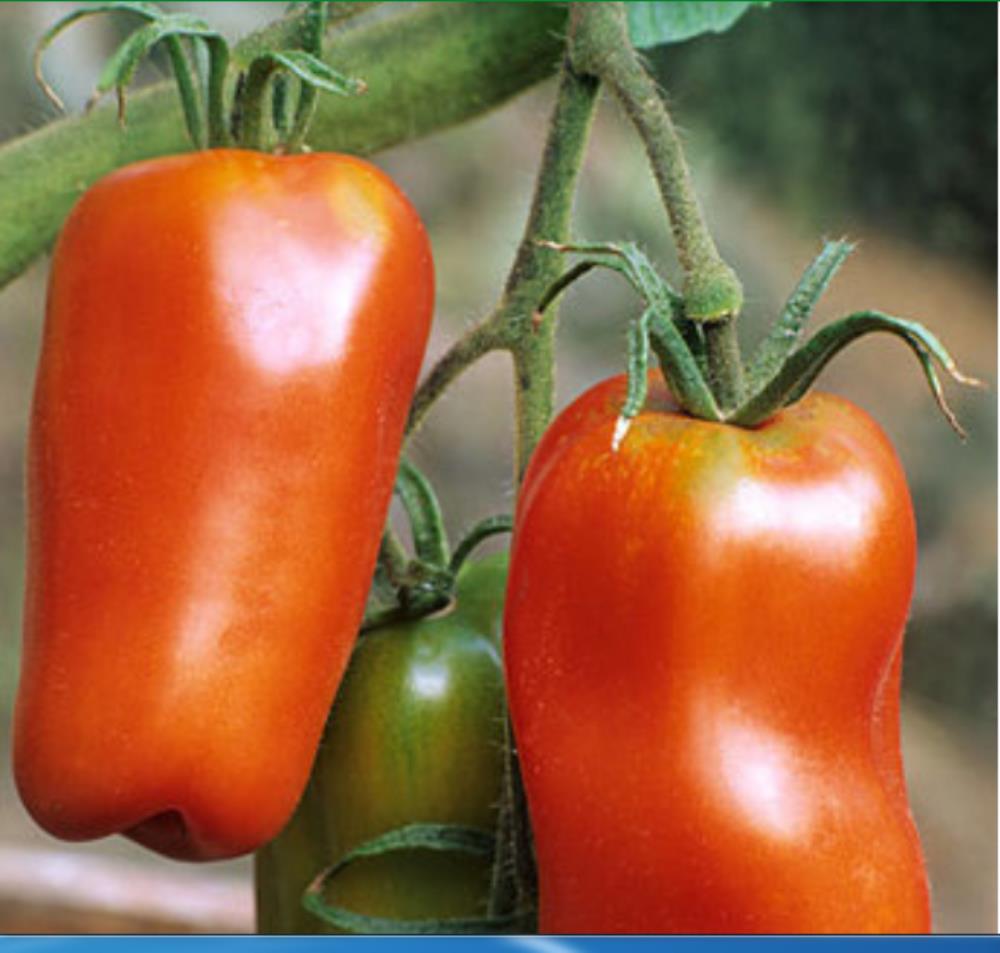 بذر گوجه فرنگی جرسی غول پیکر آمریکایی بسته 10 عددی