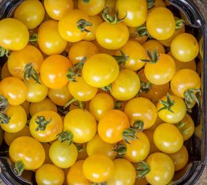 بذر گوجه فرنگی گیلاسی زرد روشن  آمریکایی بسته ۱۰ عددی