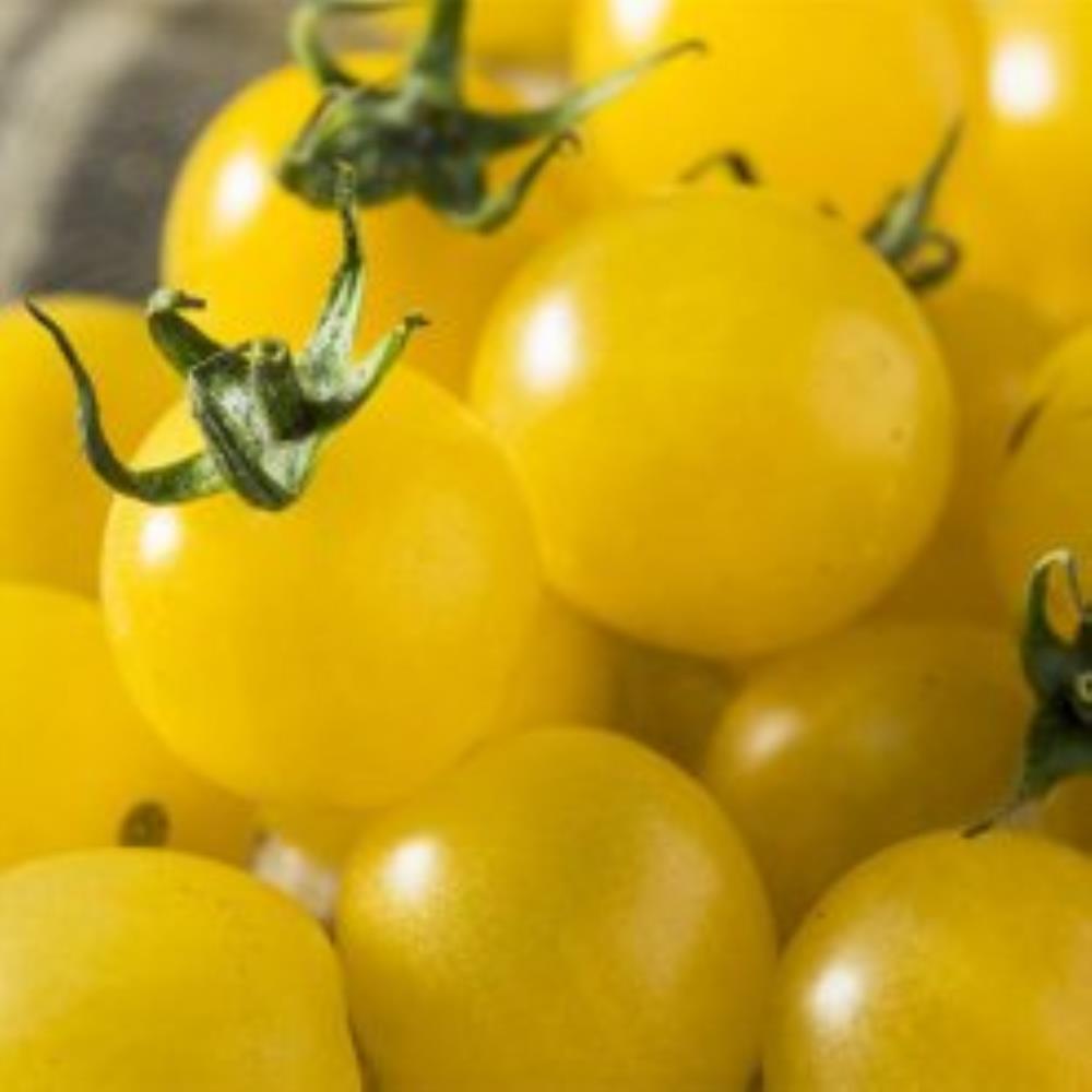 بذر گوجه فرنگی زرد توپاز آمریکایی ارگانیک بسته ۱۰ عددی