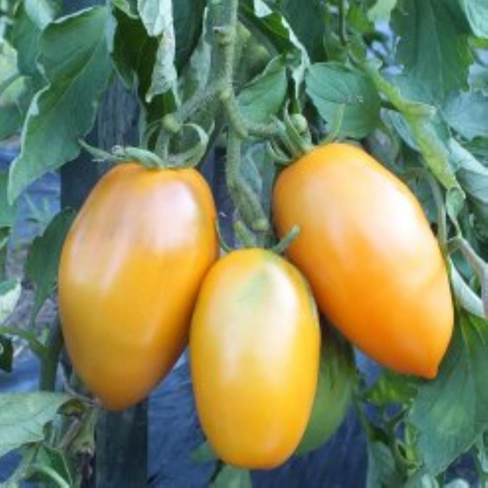 بذر گوجه فرنگی قندیل یخ پرتقالی اوکراینی بسته ۱۰ عددی