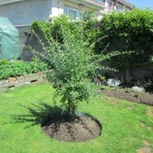 نهال گوجی بری مشکی دو ساله گلدانی پربار