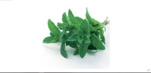 بذر نعنا موهیتو بسته ۳۰عددی