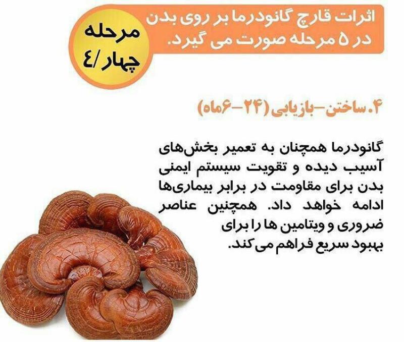 کافه سوپریم با قارچ گانودرما