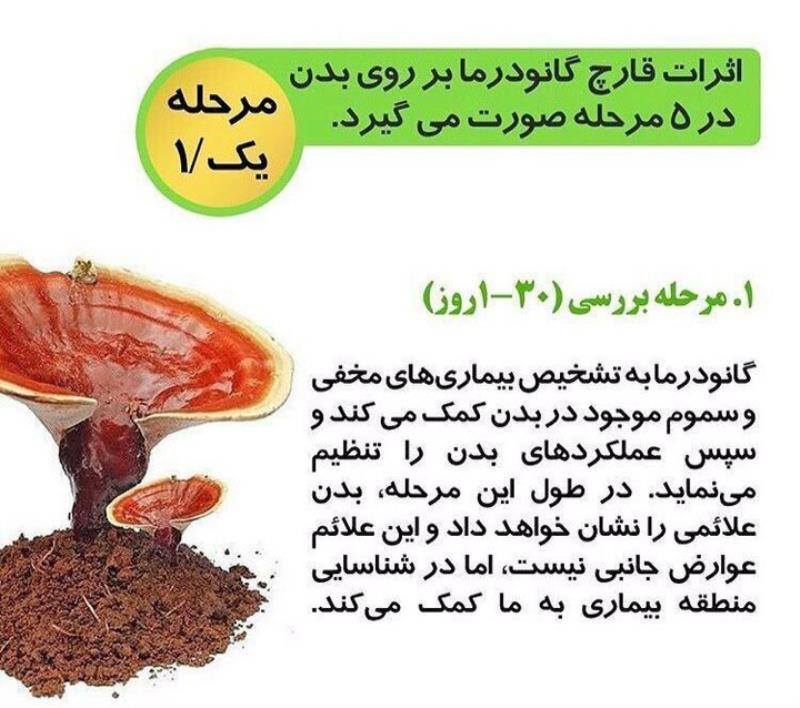 کافه سوپریم با قارچ گانودرما