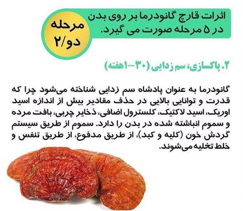 هات چاکلت با قارچ گانودرما