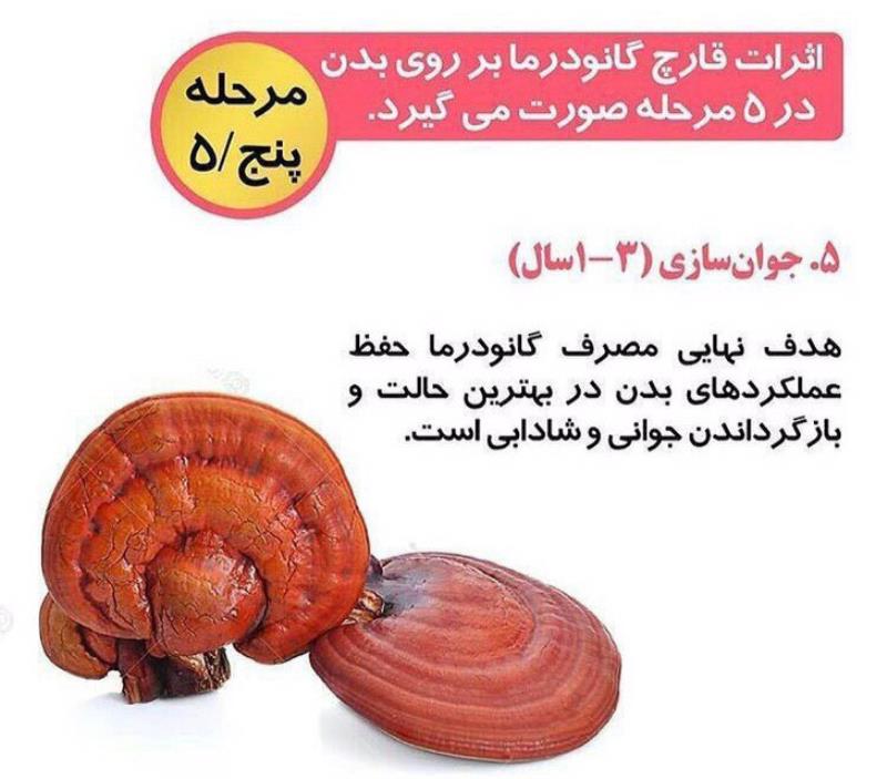 کافه موکا با قارچ گانودرما