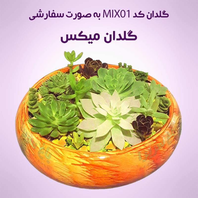 گلدان های دیش گاردن ساکولنت مدل MIX01