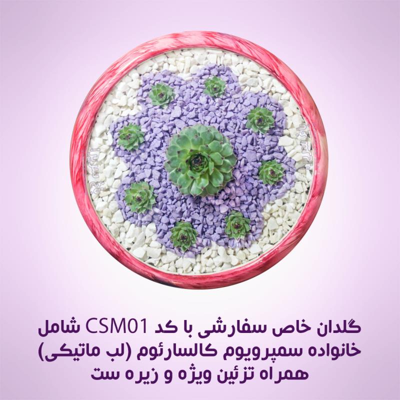 گلدان سفارشی ساکولنت لب ماتیکی (مدل CSM01)