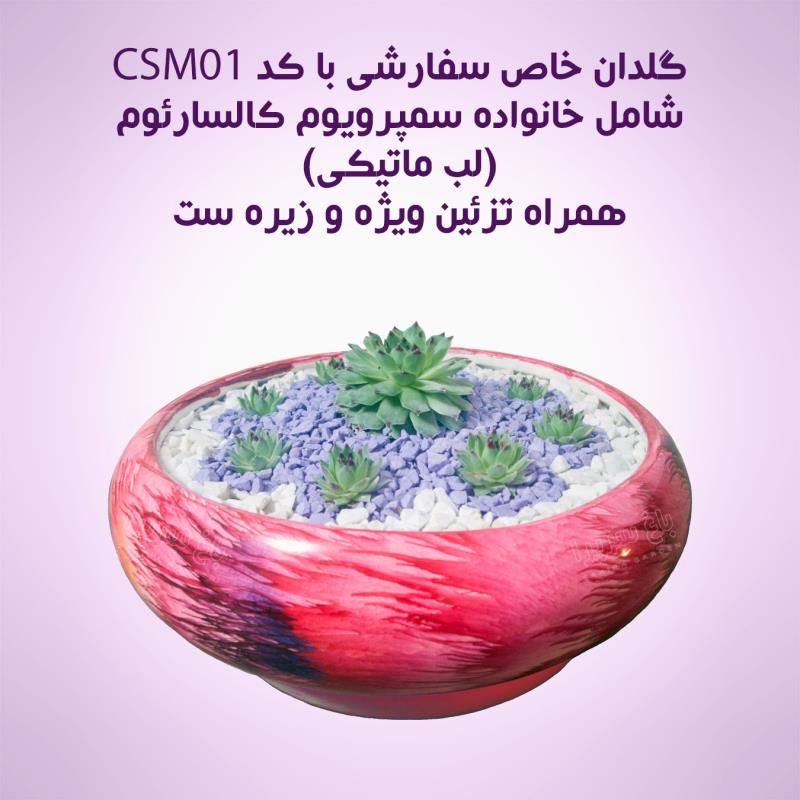 گلدان سفارشی ساکولنت لب ماتیکی (مدل CSM01)