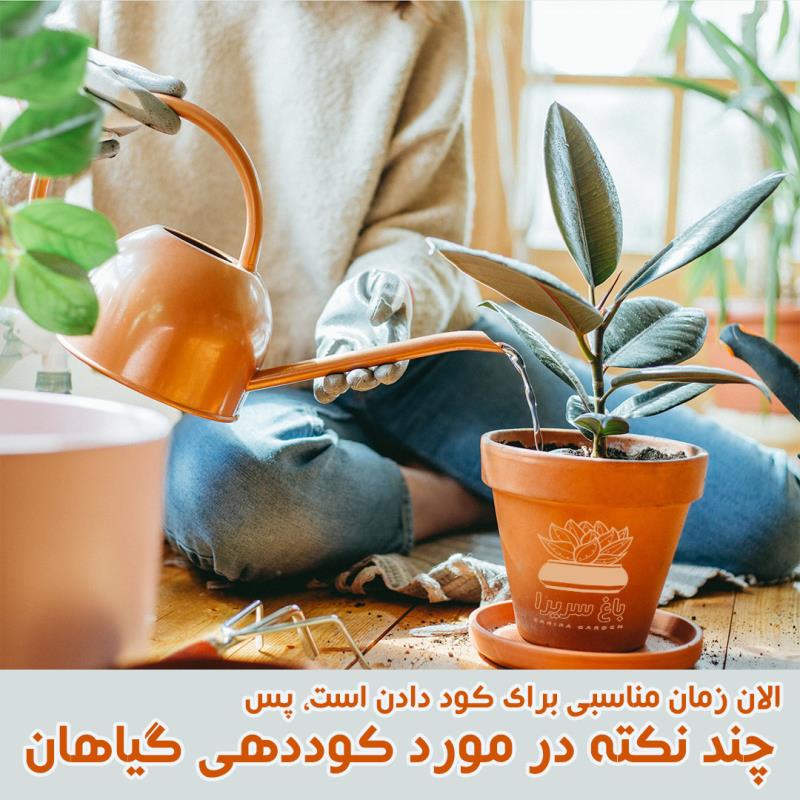 طریقه نگهداری ساکولنت ها و گیاهان خانگی