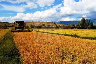 انواع برنج محصول شالیزارهای فارس