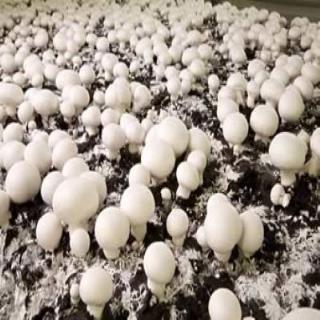 دوره آموزشی پرورش قارچ تکمه ای