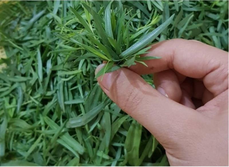 ترخون خشک محلی و خانگی